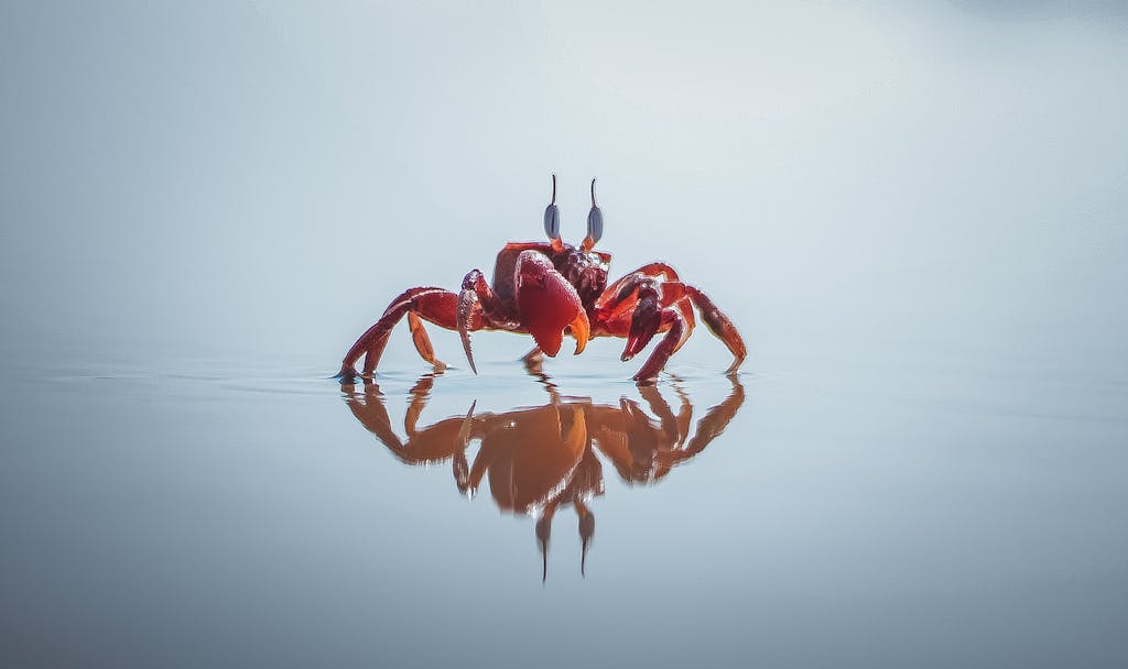 Close-up of a vibrant red crab on water displaying a perfect reflection.