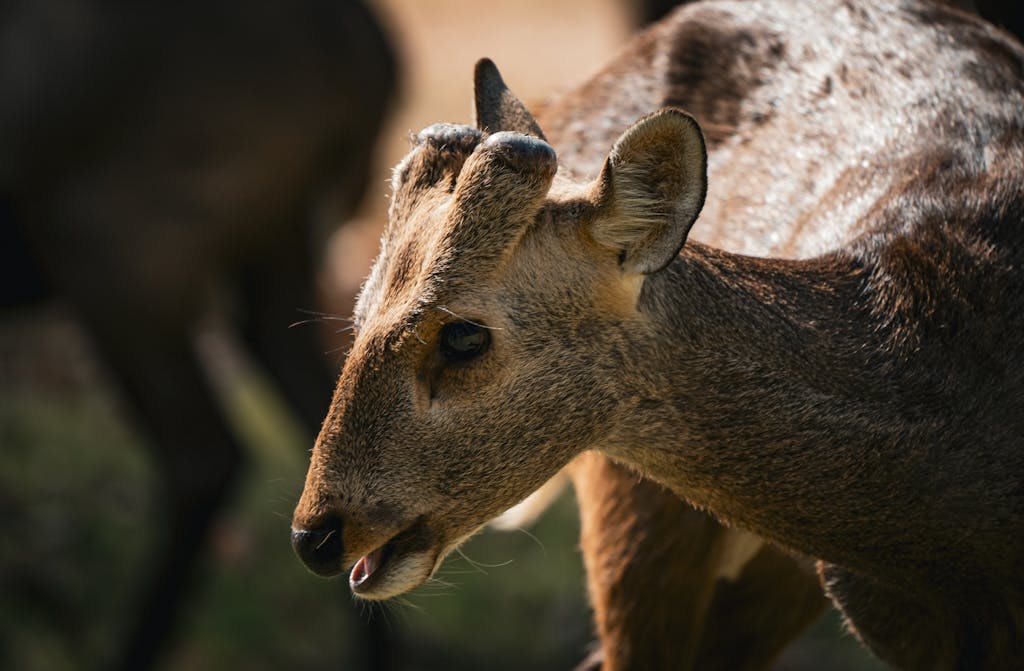 Close-up portrait of a deer in a natural setting in Thailand, showcasing wildlife beauty.