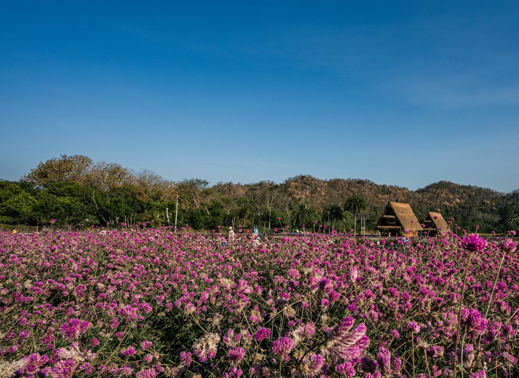 Vibrant flower field with rustic huts against a blue sky in rural Thailand.